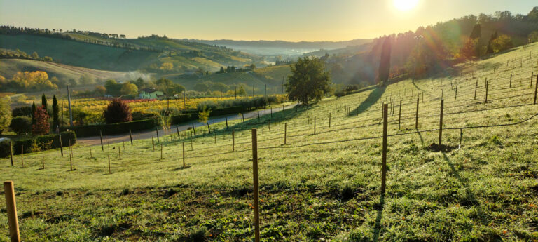 panorama vigne